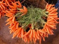 Dieta rapida cu morcovi. Slabiti 10 kilograme in trei saptamani